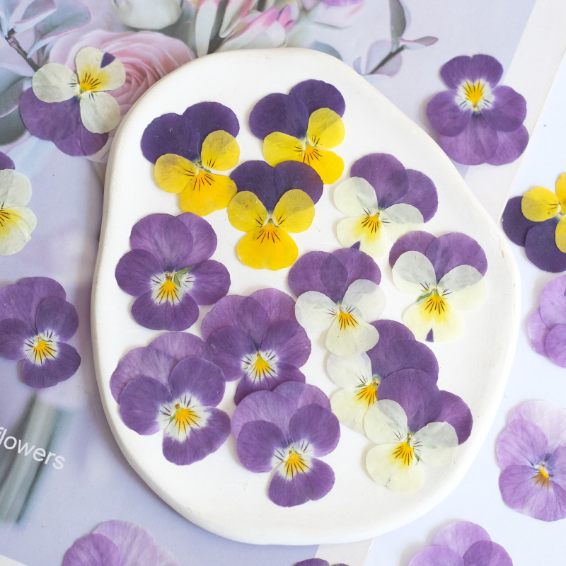 12pçs, natureza amor-perfeito  - Photo Beauty Makeup avaliação e preço